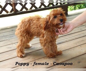 Cavapoo Puppy for sale in CLARKRANGE, TN, USA