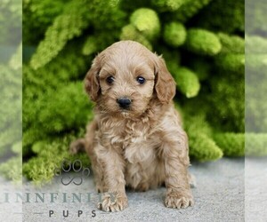 Cavapoo Puppy for sale in PARADISE, PA, USA