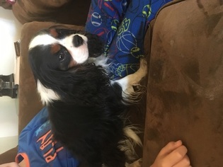 Father of the Cavalier King Charles Spaniel puppies born on 06/09/2018