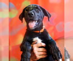 Small #5 Great Dane Mix