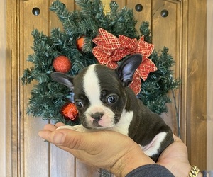 French Bulldog Puppy for sale in MORENO VALLEY, CA, USA