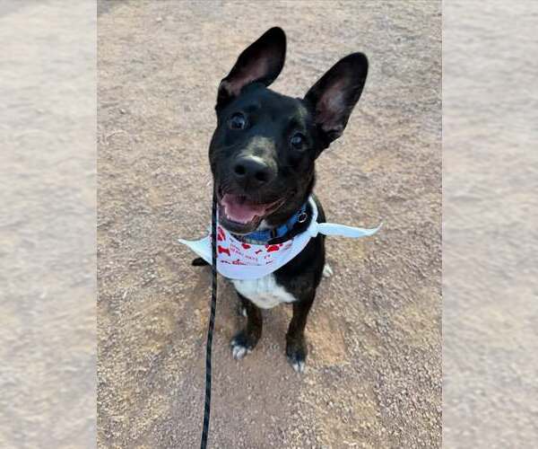 Medium Photo #9 Australian Kelpie-Unknown Mix Puppy For Sale in Cave Creek, AZ, USA