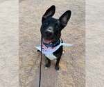 Small #8 Australian Kelpie Mix