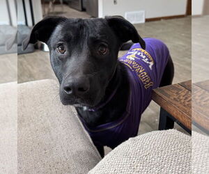 Borador Dogs for adoption in Princeton, MN, USA