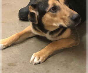 Jax - Male Siberian Husky-Unknown Mix Dog for Adoption - Photo #4