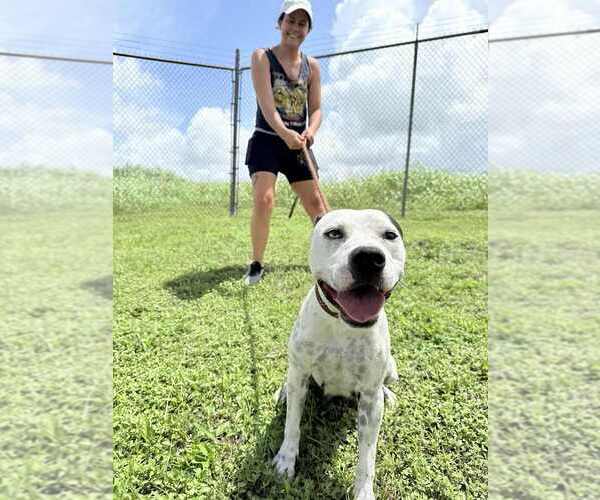 Medium Photo #2 Mutt Puppy For Sale in Abbeville, LA, USA