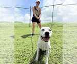 Small #1 Mutt