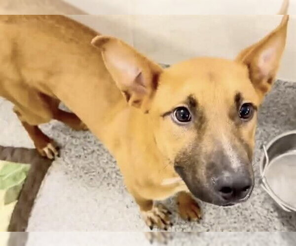 Medium Photo #3 Labrador Retriever-Unknown Mix Puppy For Sale in Houston, TX, USA
