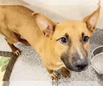 Small #2 Labrador Retriever Mix