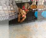 Small #1 Mutt