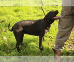 Small American Bulldog Mix