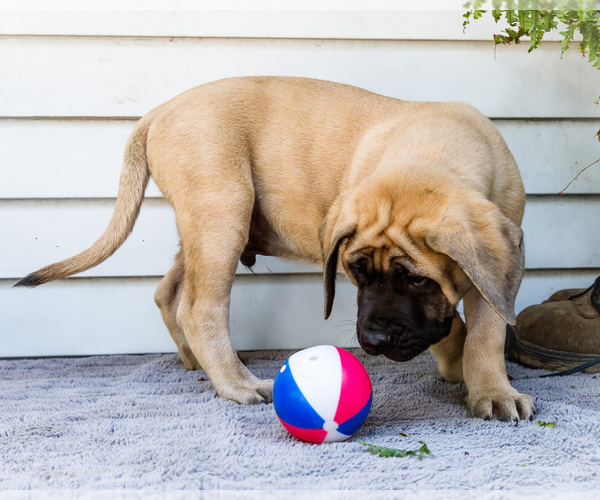 Medium Photo #14 Mastiff Puppy For Sale in WAKARUSA, IN, USA