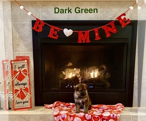 German Shepherd Dog Puppy for sale in GALLIPOLIS, OH, USA