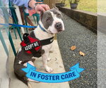 Small #5 American Staffordshire Terrier Mix