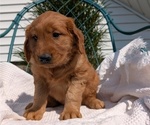 Small #5 Golden Retriever