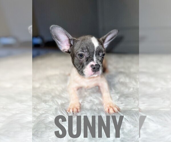 Medium Photo #11 French Bulldog Puppy For Sale in SUISUN CITY, CA, USA