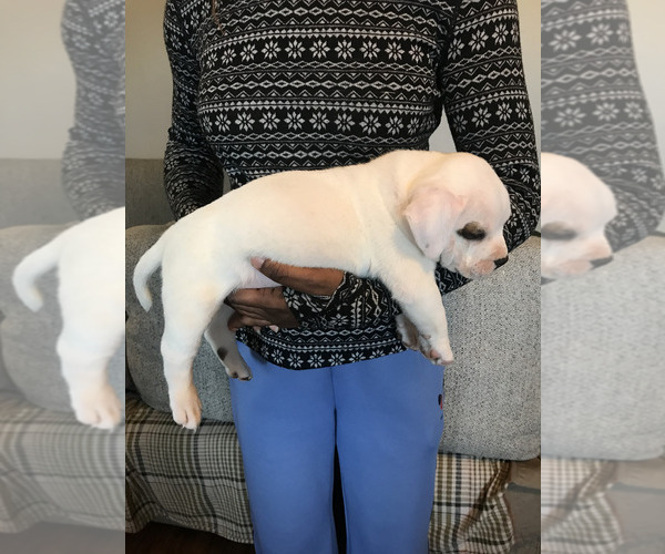 Medium Photo #2 American Bully Puppy For Sale in BOONE, IA, USA