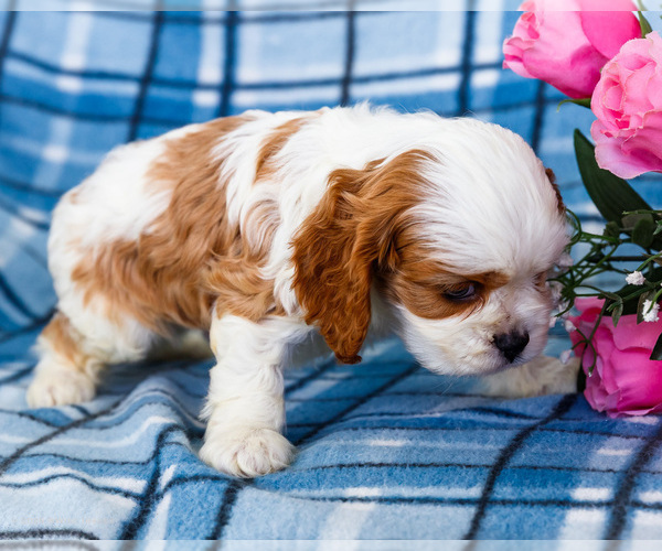 Medium Photo #6 Cockalier Puppy For Sale in WAKARUSA, IN, USA