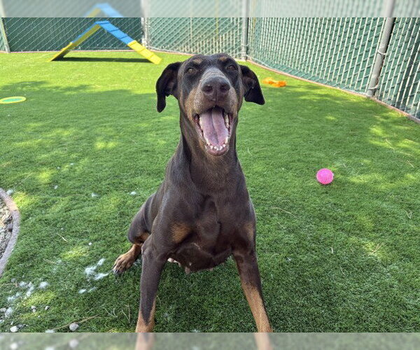 Medium Photo #2 Doberman Pinscher Puppy For Sale in San Bernardino, CA, USA