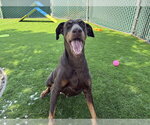 Small #1 Doberman Pinscher