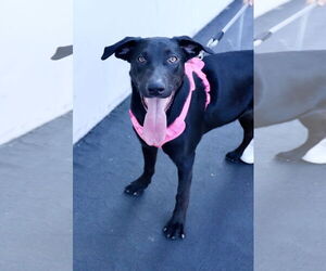 Kylie - Female Labrador Retriever-Unknown Mix Dog for Adoption - Photo #2
