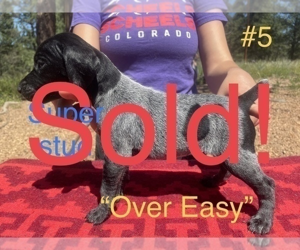 Medium Photo #9 German Shorthaired Pointer Puppy For Sale in FLORISSANT, CO, USA
