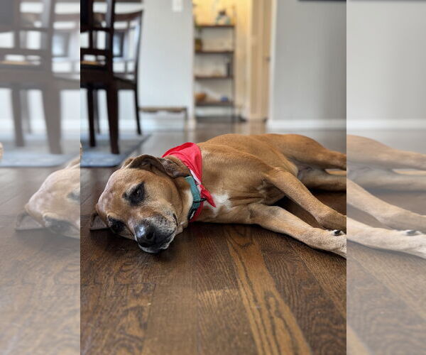 Medium Photo #2 Mutt Puppy For Sale in Oakhurst, NJ, USA