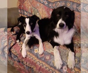 Dash - Male Border Collie Dog for Adoption - Photo #2