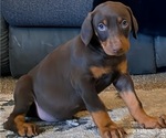 Puppy Puppy Red Doberman Pinscher