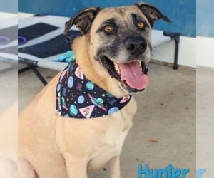 Black Mouth Cur-Unknown Mix Dogs for adoption in Bristol, CT, USA