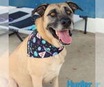 Small Black Mouth Cur Mix