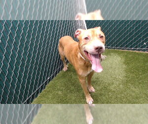 Mutt Dogs for adoption in Downey, CA, USA