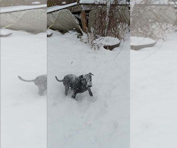 Medium Photo #5 Labrador Retriever Puppy For Sale in garner, NC, USA