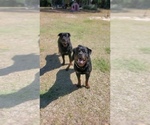 Small Photo #7 Rottweiler Puppy For Sale in PENSACOLA, FL, USA