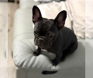 French Bulldog Puppy for sale in NAPLES, FL, USA