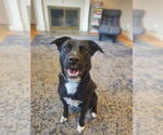 Small #4 Labrador Retriever Mix