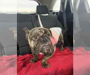 Bulldog-Unknown Mix Dogs for adoption in Sheboygan, WI, USA