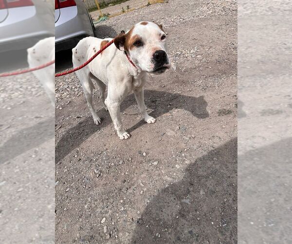 Medium Photo #2 Mutt Puppy For Sale in Calgary, Alberta, Canada