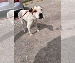 Small #1 Mutt