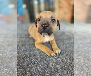 Box-a-Pug Dogs for adoption in Aurora, IN, USA