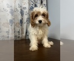 Small #67 Cavapoo-Poodle (Miniature) Mix