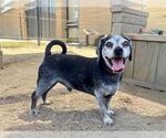 Small Beagle Mix