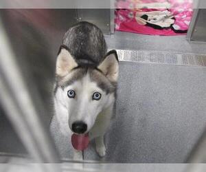 Medium Siberian Husky