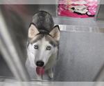Small Siberian Husky