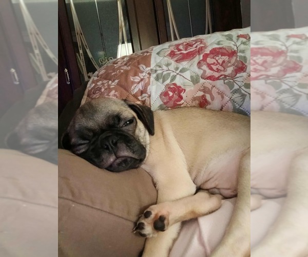 Medium Photo #2 Pug Puppy For Sale in RIDGEWAY, SC, USA