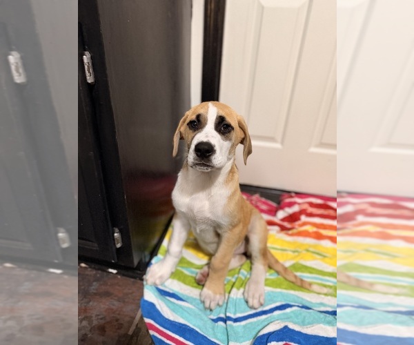 Medium Photo #2 Great Dane Puppy For Sale in SUMMERVILLE, SC, USA