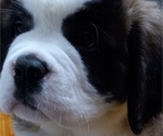 Small Photo #6 Saint Bernard Puppy For Sale in BETHEL, MO, USA