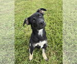 Small #3 Siberian Husky Mix