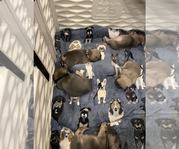 Medium Photo #10 French Bulldog Puppy For Sale in BUCKEYE, AZ, USA