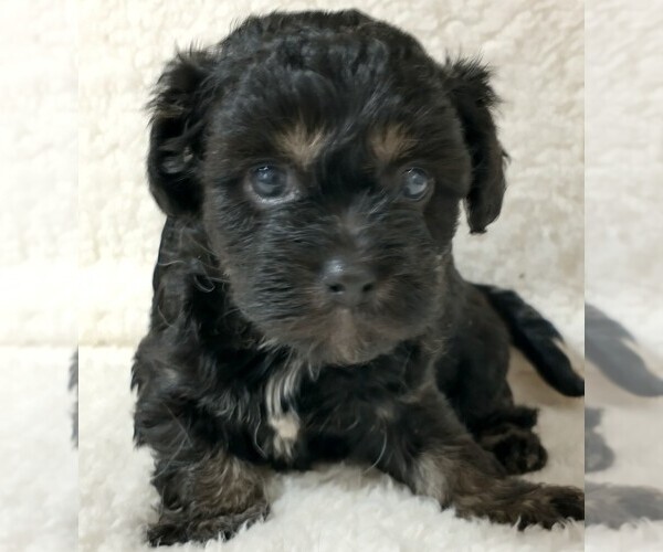 Medium Photo #1 Cavapoo Puppy For Sale in MAGNOLIA, NC, USA